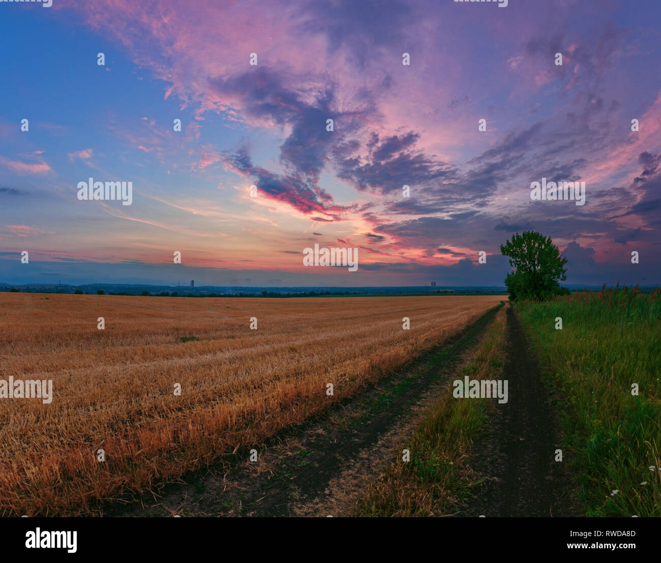 Un sentier près de la céréale de blé champ sur le ciel nuageux fond coucher de soleil Banque D'Images