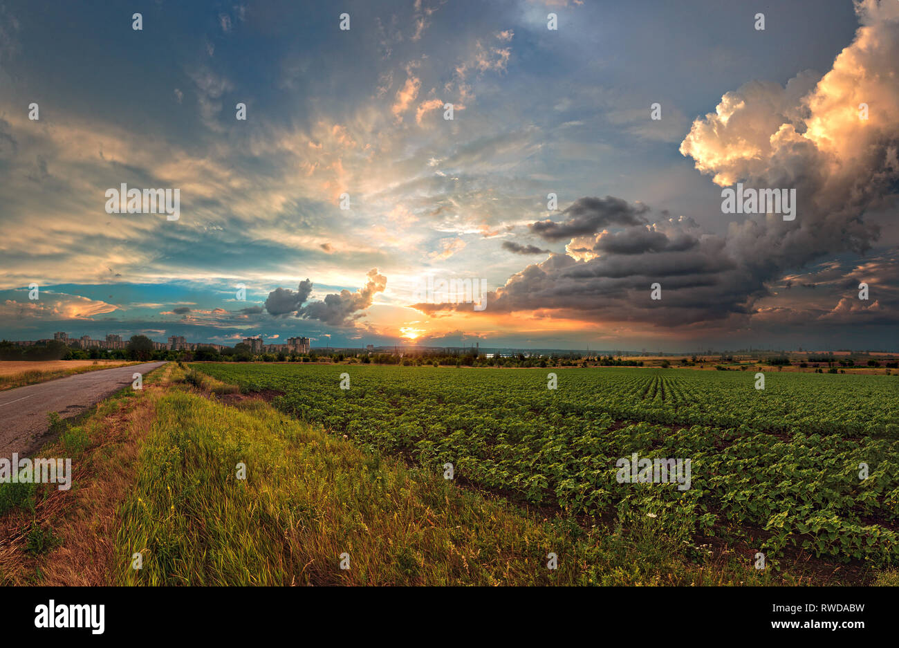 Un été nuageux coucher du soleil. Un champs au coucher du soleil. Vue panoramique. Coucher du soleil de l'Ukraine. Paysage de l'Ukraine Banque D'Images