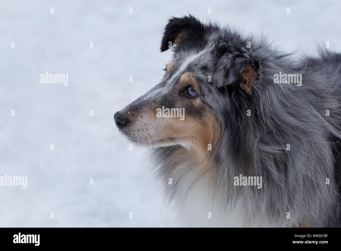 Sheltie Shetland Sheepdog Snow Banque D Image Et Photos Alamy