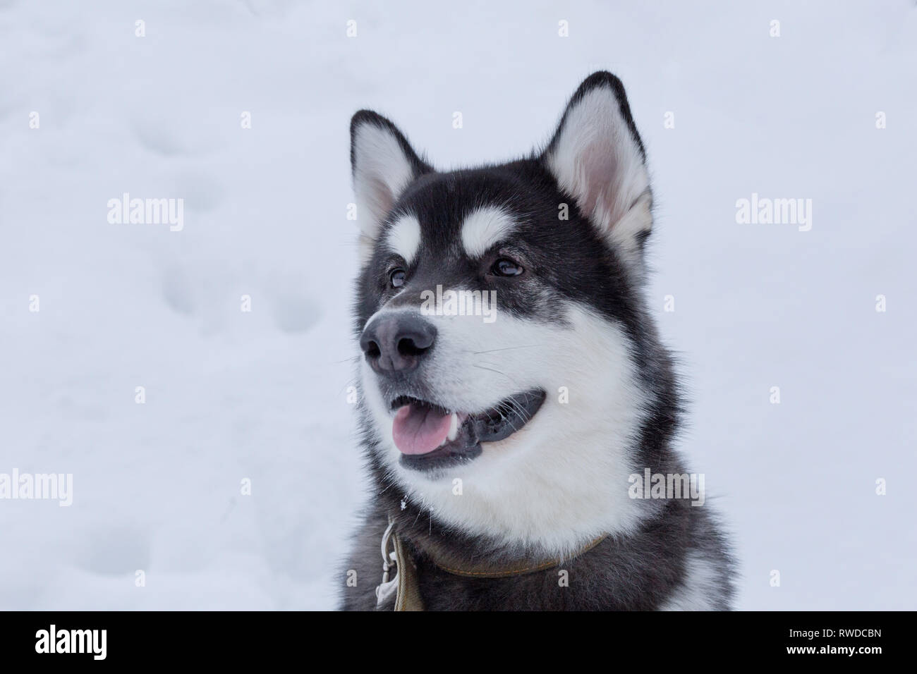 Cute Husky Sibérien Sur Fond De Neige Blanche Animaux De