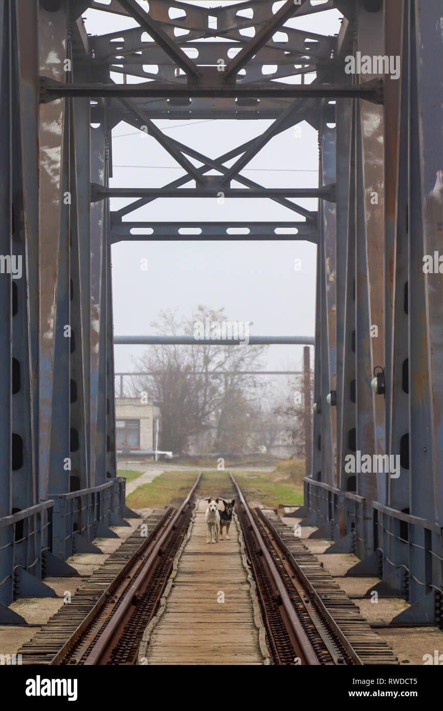 Zone d'exclusion de Tchernobyl devient rempli de chiens errants. Banque D'Images