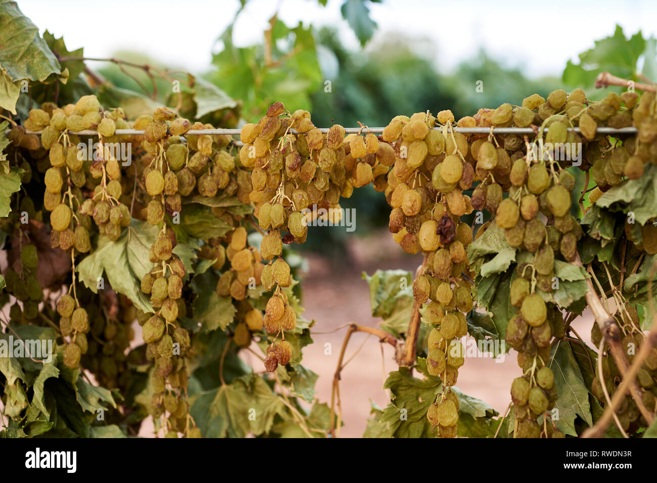 Bien Muscat, le séchage sur la vigne, région de Mildura. Banque D'Images