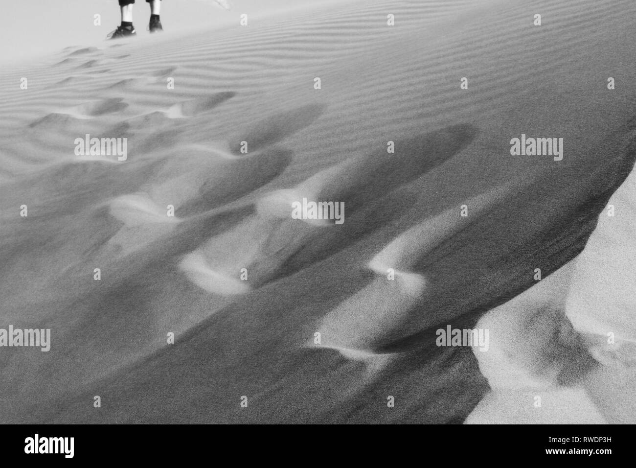 Strelitzia reginae juncea, Crane Fleur, oiseau du paradis. Les feuilles vertes fond. Fleur plante exotique isolé sur fond noir. Banque D'Images