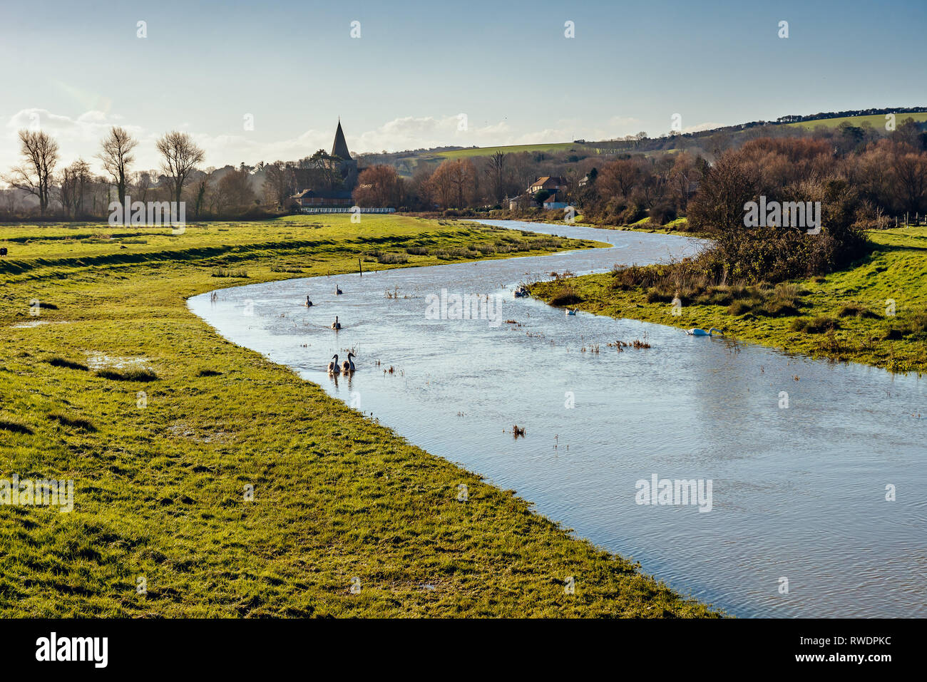 Campagne de la rive avec des cygnes dans une journée ensoleillée Banque D'Images