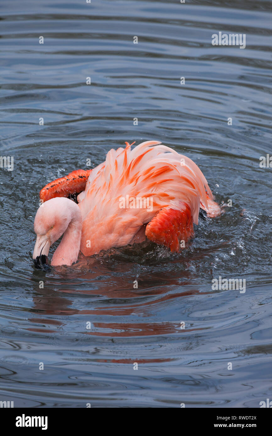 ​Chilean Flamingo (Phoenicopterus chilensis). Le bain d'un adulte à l'aide de la tête comme une vadrouille à jeter de l'eau, de l'immersion, puis s'est répandue, de distribuer et de travailler dans l'huile à partir de la glande sur le dessus de la queue.​ Banque D'Images