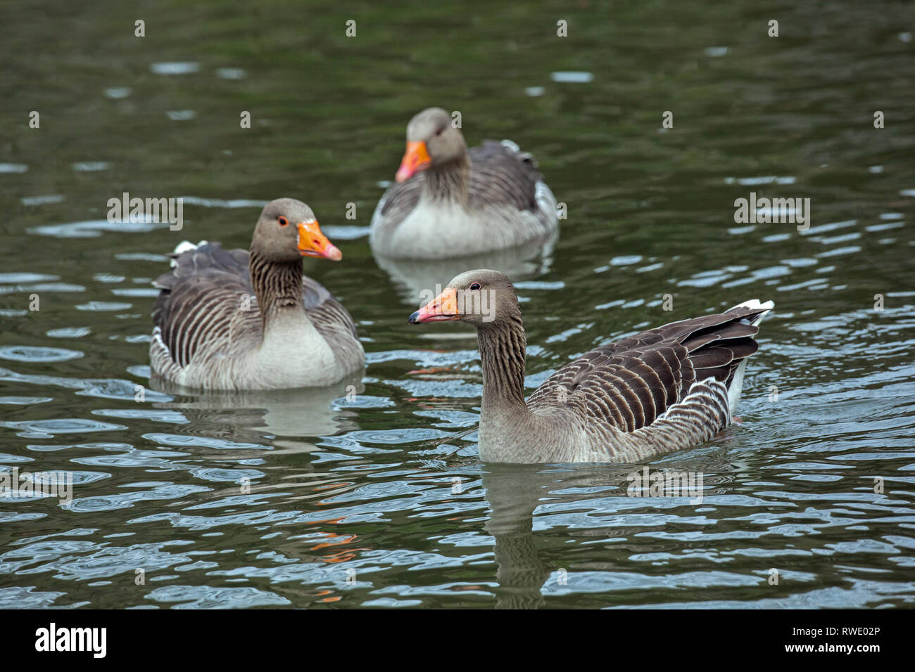 Western Oies cendrées (Anser anser). Piscine Trio sur rivière Bure. Coltishall, Norfolk. Monomorphe sexuellement. Reconnaissance des sexes par leur comportement. Banque D'Images