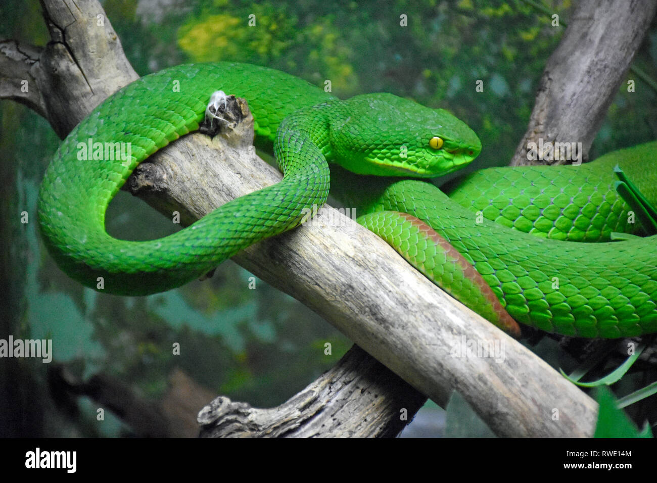 Pit Viper Lèvres blanches Banque D'Images