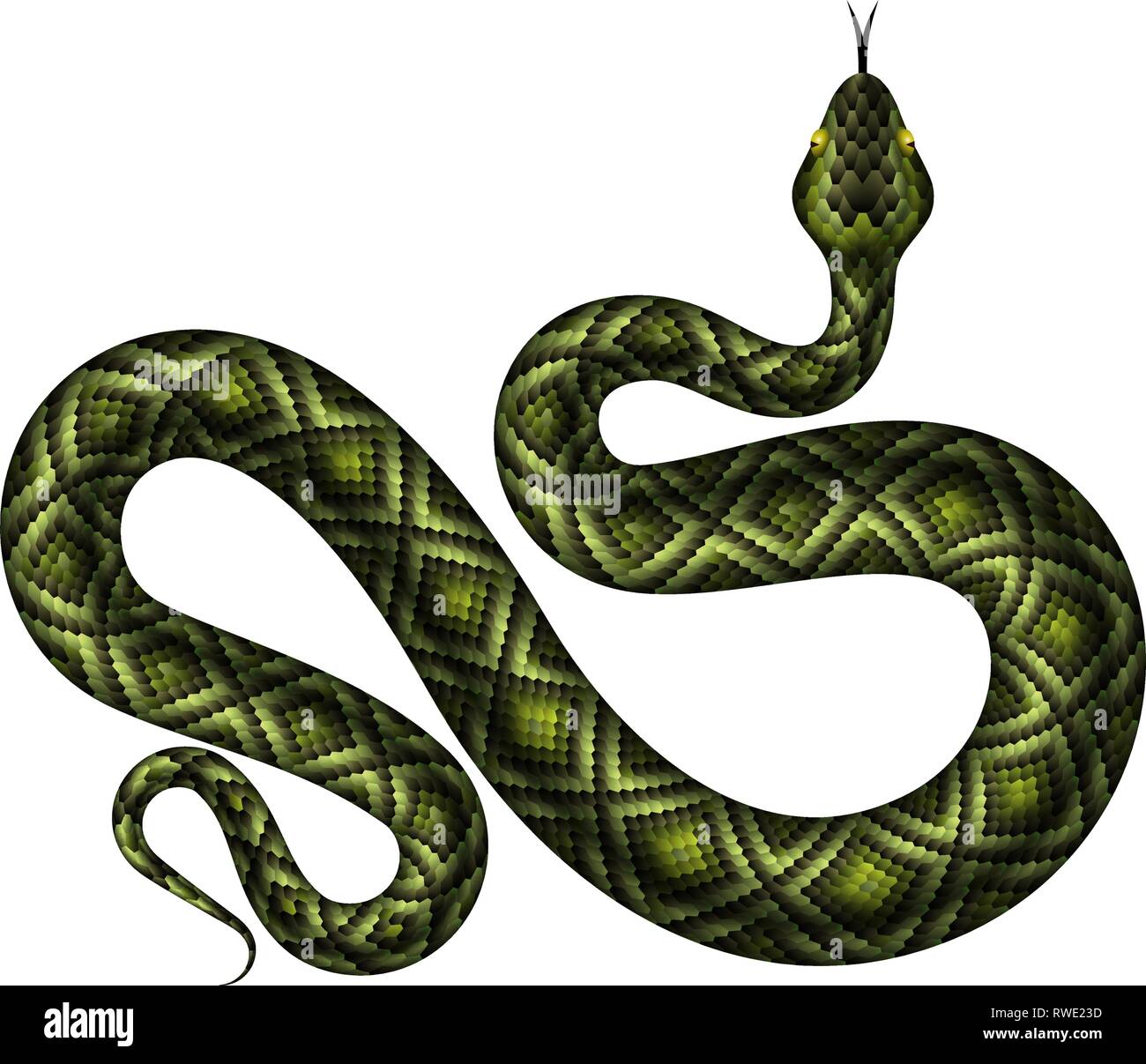 Python vert réaliste illustration vectorielle. Serpent tropical isolé sur fond blanc Illustration de Vecteur