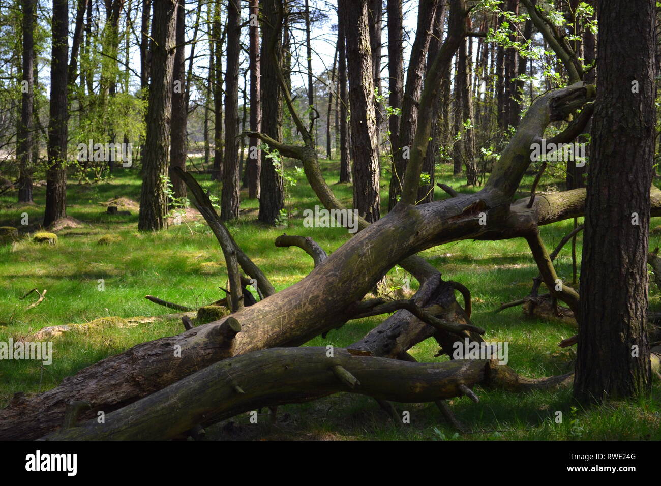 Matin dans la forêt Banque D'Images