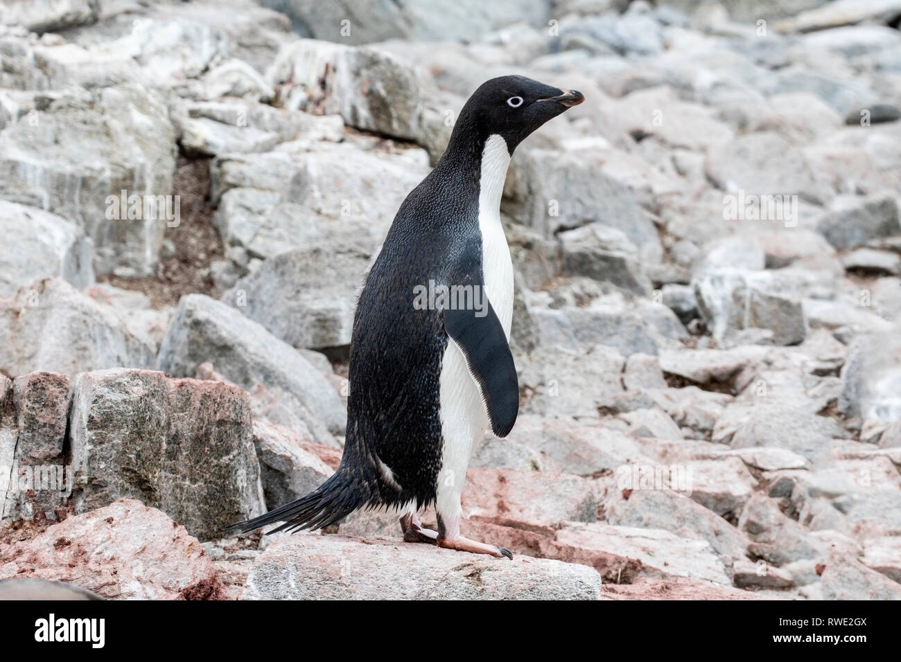 Adelie penguin Pygoscelis adeliae hot marche sur des rochers près de colonie de reproduction, l'Antarctique Banque D'Images