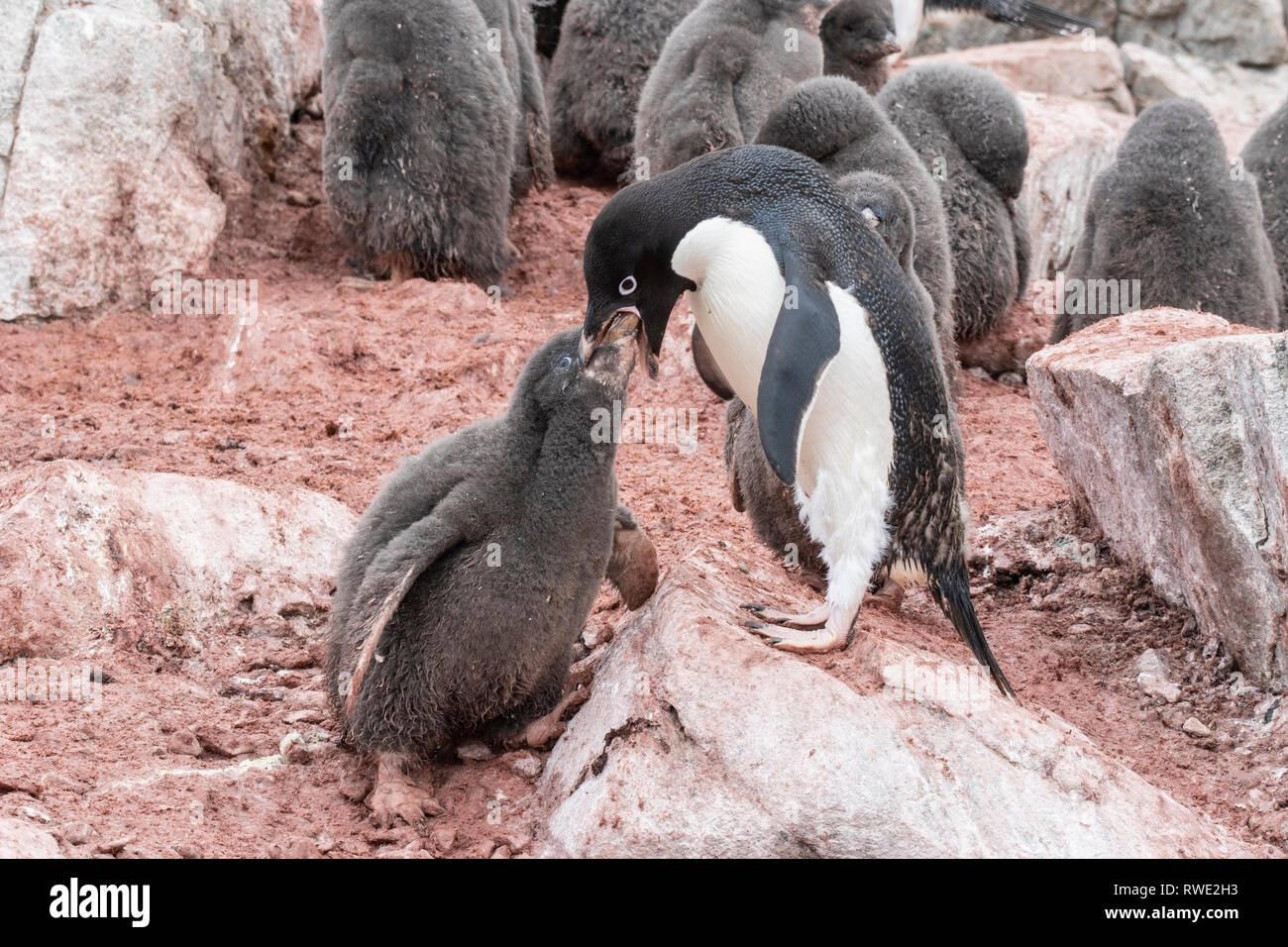 Adelie penguin Pygoscelis adeliae nourrir les oiseaux adultes chick en colonie de reproduction, l'Antarctique Banque D'Images