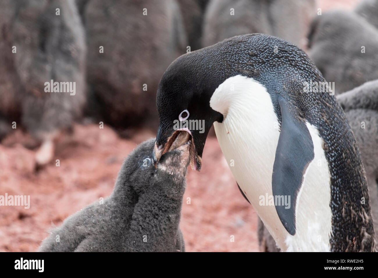 Adelie penguin Pygoscelis adeliae nourrir les oiseaux adultes chick en colonie de reproduction, l'Antarctique Banque D'Images