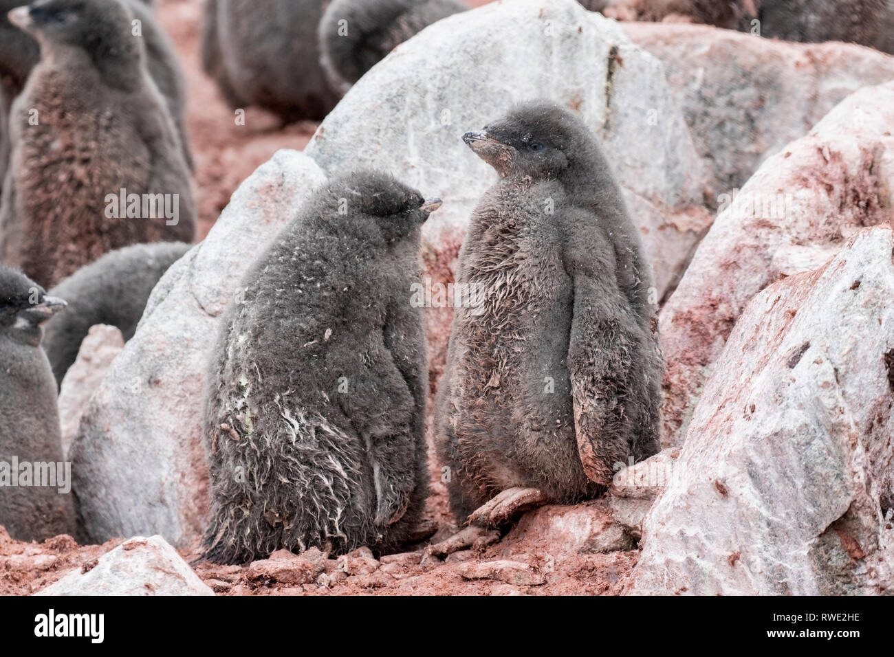 Adelie penguin Pygoscelis adeliae poussins debout dans colonie de reproduction, l'Antarctique Banque D'Images