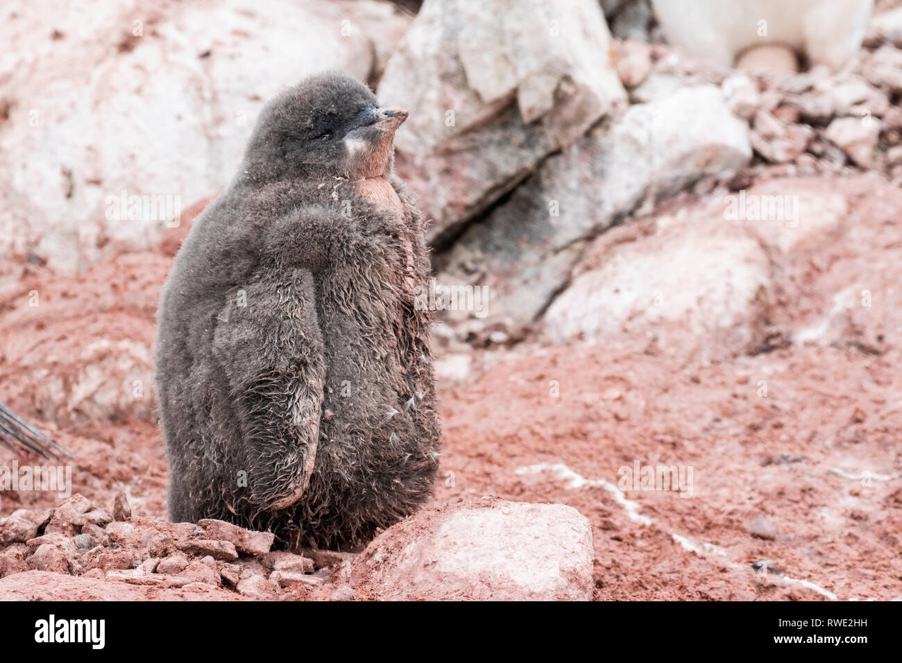 Adelie penguin Pygoscelis adeliae poussins debout dans colonie de reproduction, l'Antarctique Banque D'Images