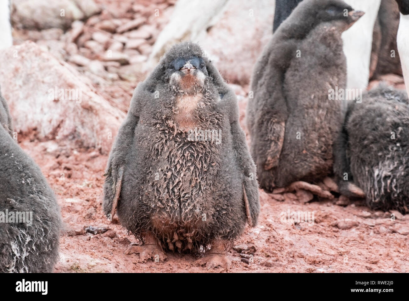 Adelie penguin Pygoscelis adeliae poussins debout dans colonie de reproduction, l'Antarctique Banque D'Images