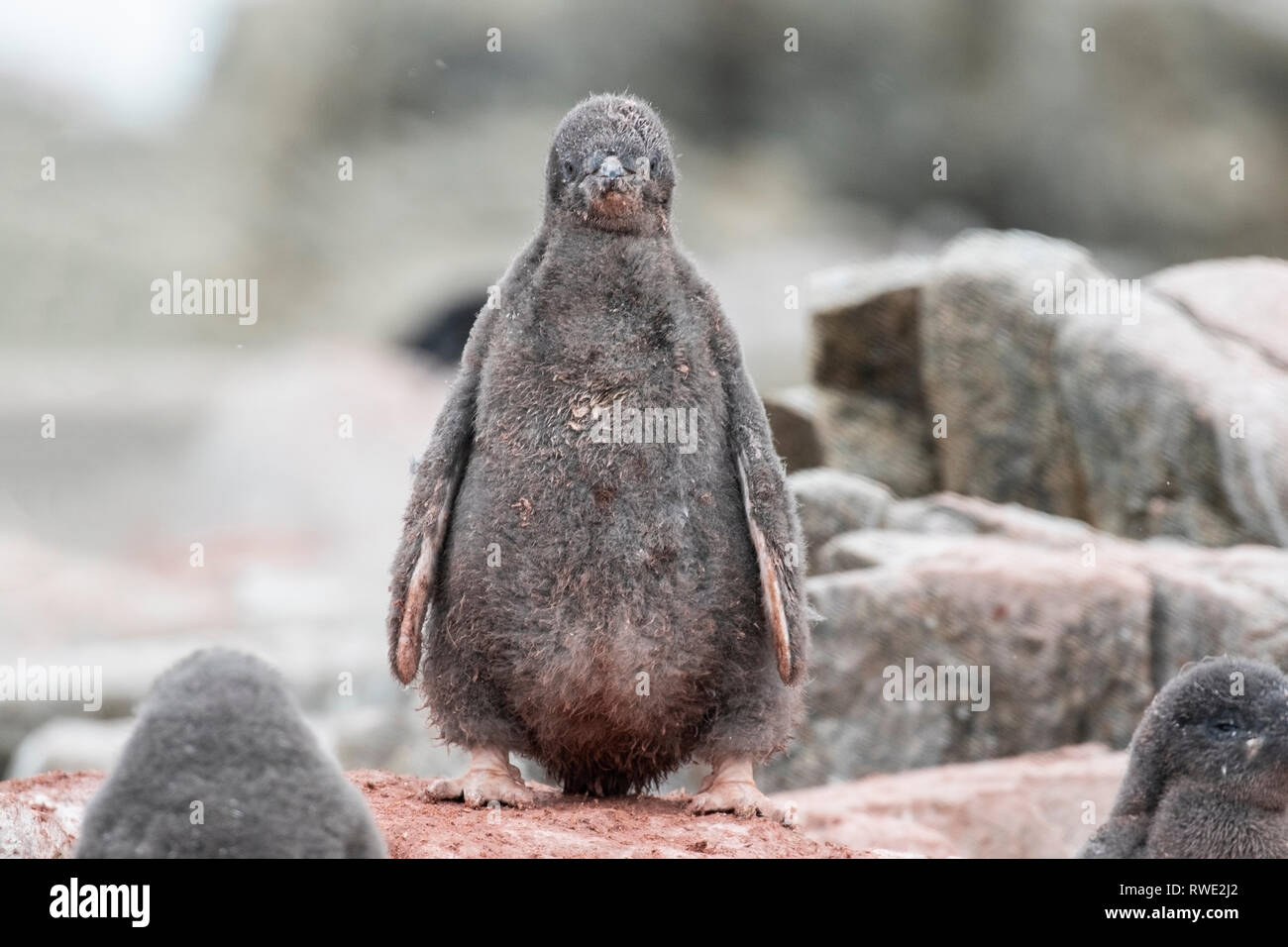 Adelie penguin Pygoscelis adeliae poussins debout dans colonie de reproduction, l'Antarctique Banque D'Images