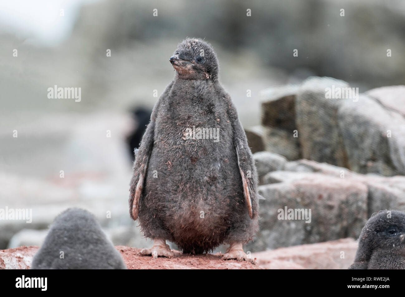 Adelie penguin Pygoscelis adeliae poussins debout dans colonie de reproduction, l'Antarctique Banque D'Images