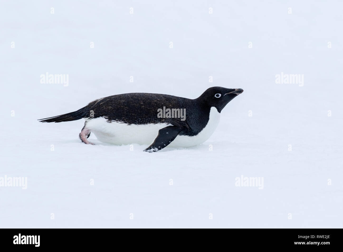 Adelie penguin Pygoscelis adeliae hot allongé sur la glace près de colonie de reproduction, l'Antarctique Banque D'Images