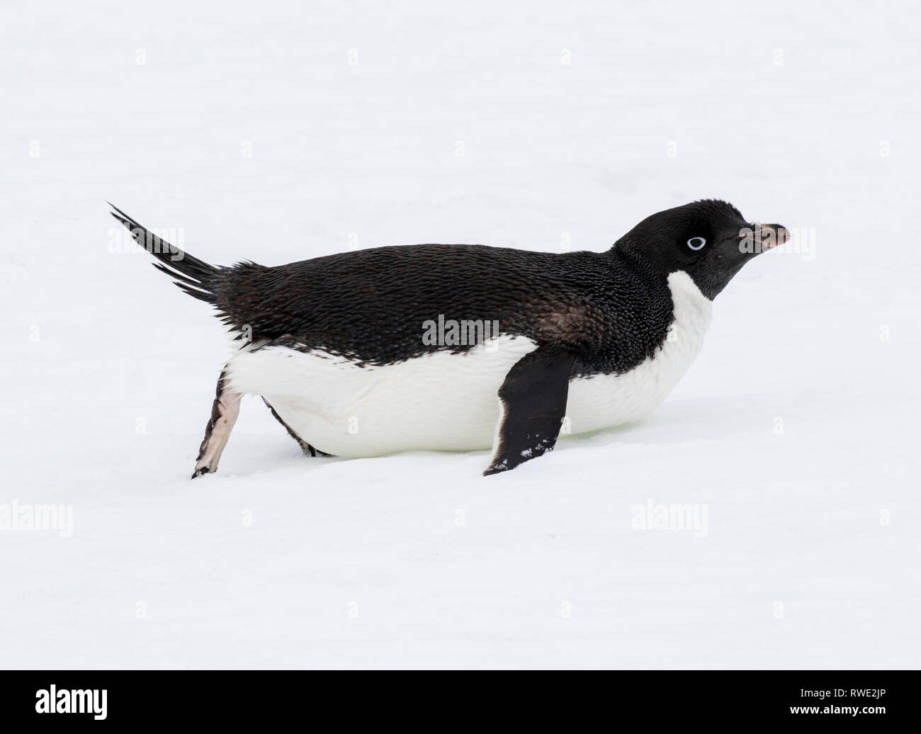 Adelie penguin Pygoscelis adeliae hot allongé sur la glace près de colonie de reproduction, l'Antarctique Banque D'Images