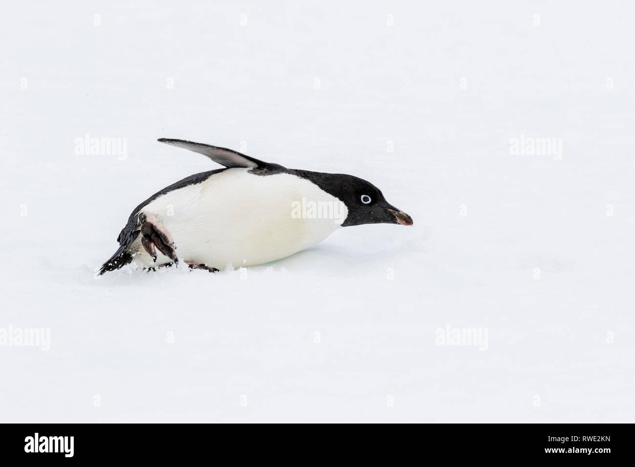 Adelie penguin Pygoscelis adeliae hot allongé sur la glace près de colonie de reproduction, l'Antarctique Banque D'Images