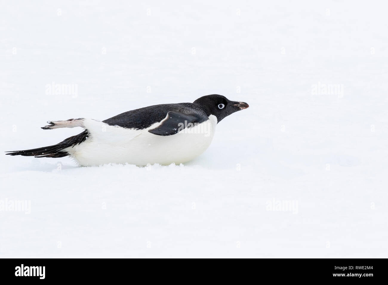 Adelie penguin Pygoscelis adeliae hot allongé sur la glace près de colonie de reproduction, l'Antarctique Banque D'Images
