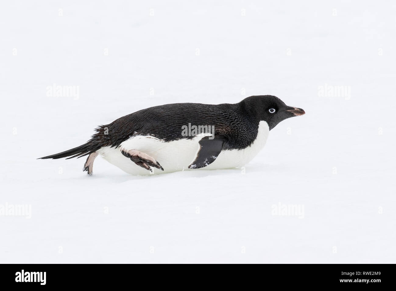 Adelie penguin Pygoscelis adeliae hot allongé sur la glace près de colonie de reproduction, l'Antarctique Banque D'Images