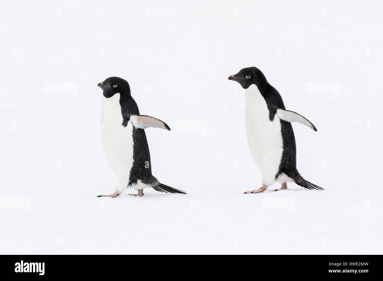Adelie penguin Pygoscelis adeliae hot près de colonie de reproduction sur la glace, l'Antarctique Banque D'Images