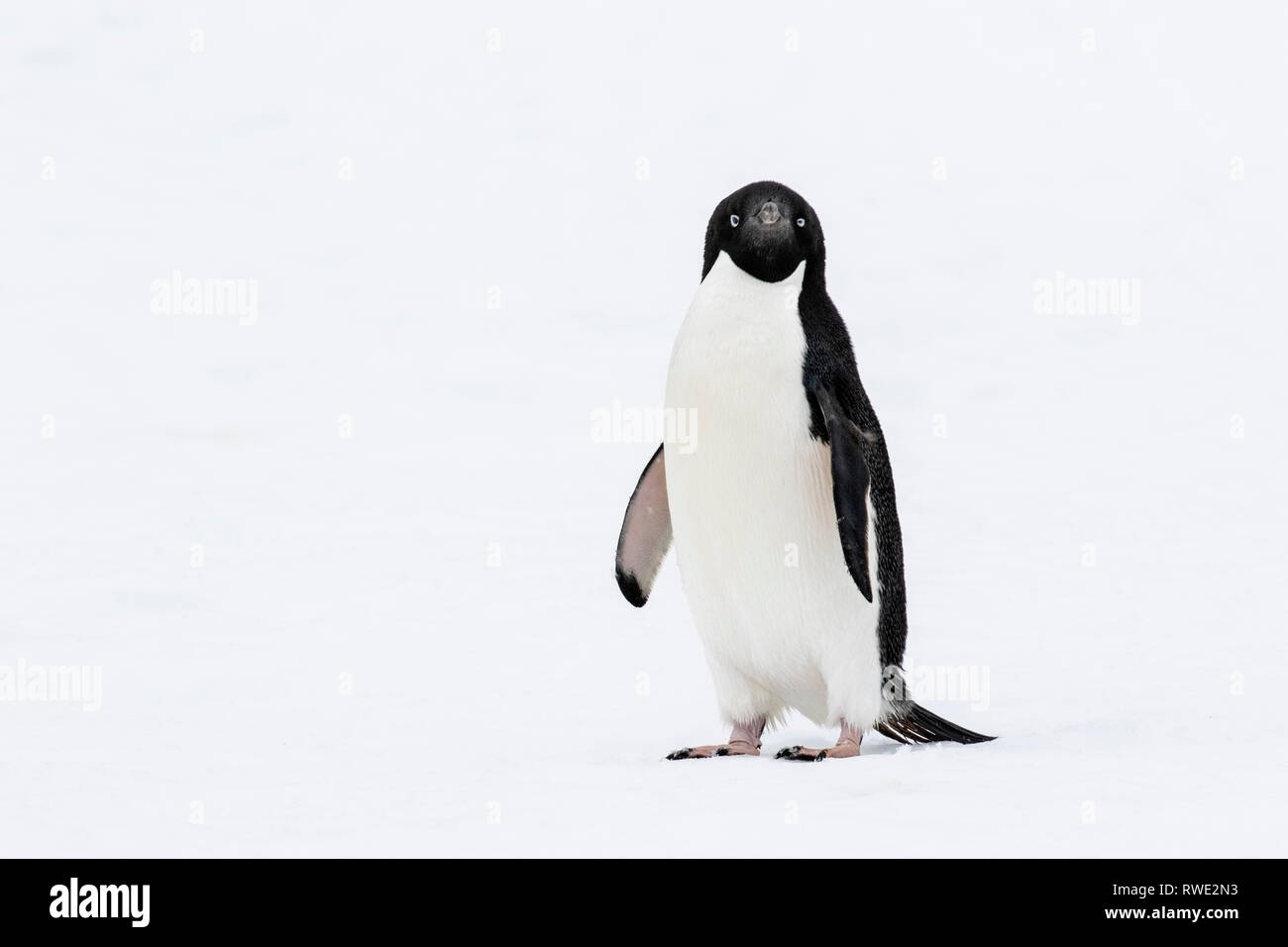 Adelie penguin Pygoscelis adeliae hot près de colonie de reproduction sur la glace, l'Antarctique Banque D'Images