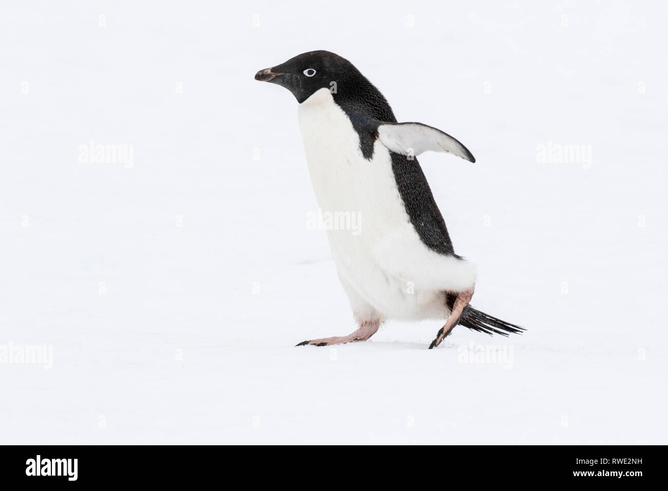 Adelie penguin Pygoscelis adeliae hot près de colonie de reproduction sur la glace, l'Antarctique Banque D'Images