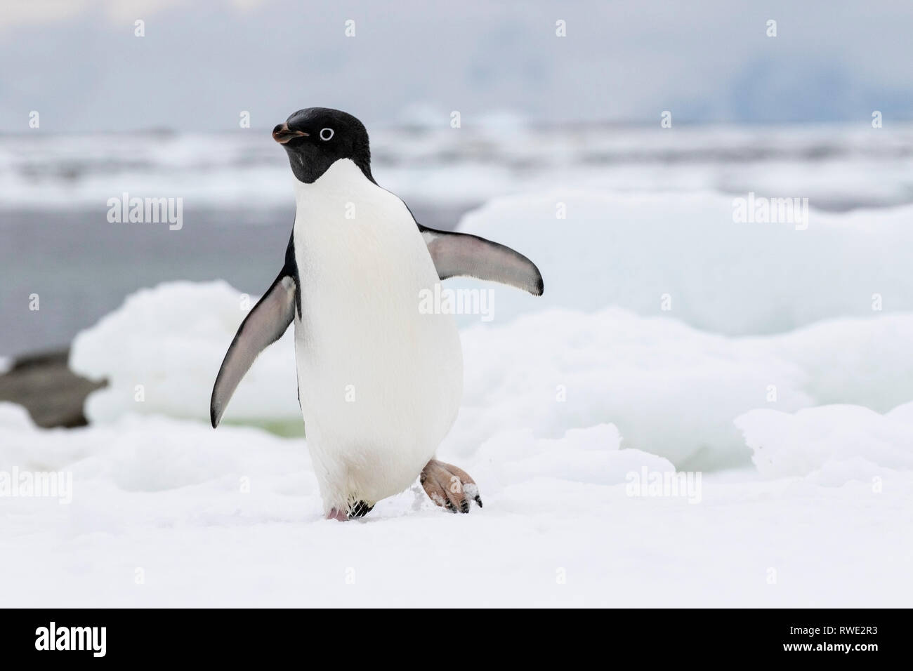 Adelie penguin Pygoscelis adeliae hot près de colonie de reproduction sur la glace, l'Antarctique Banque D'Images