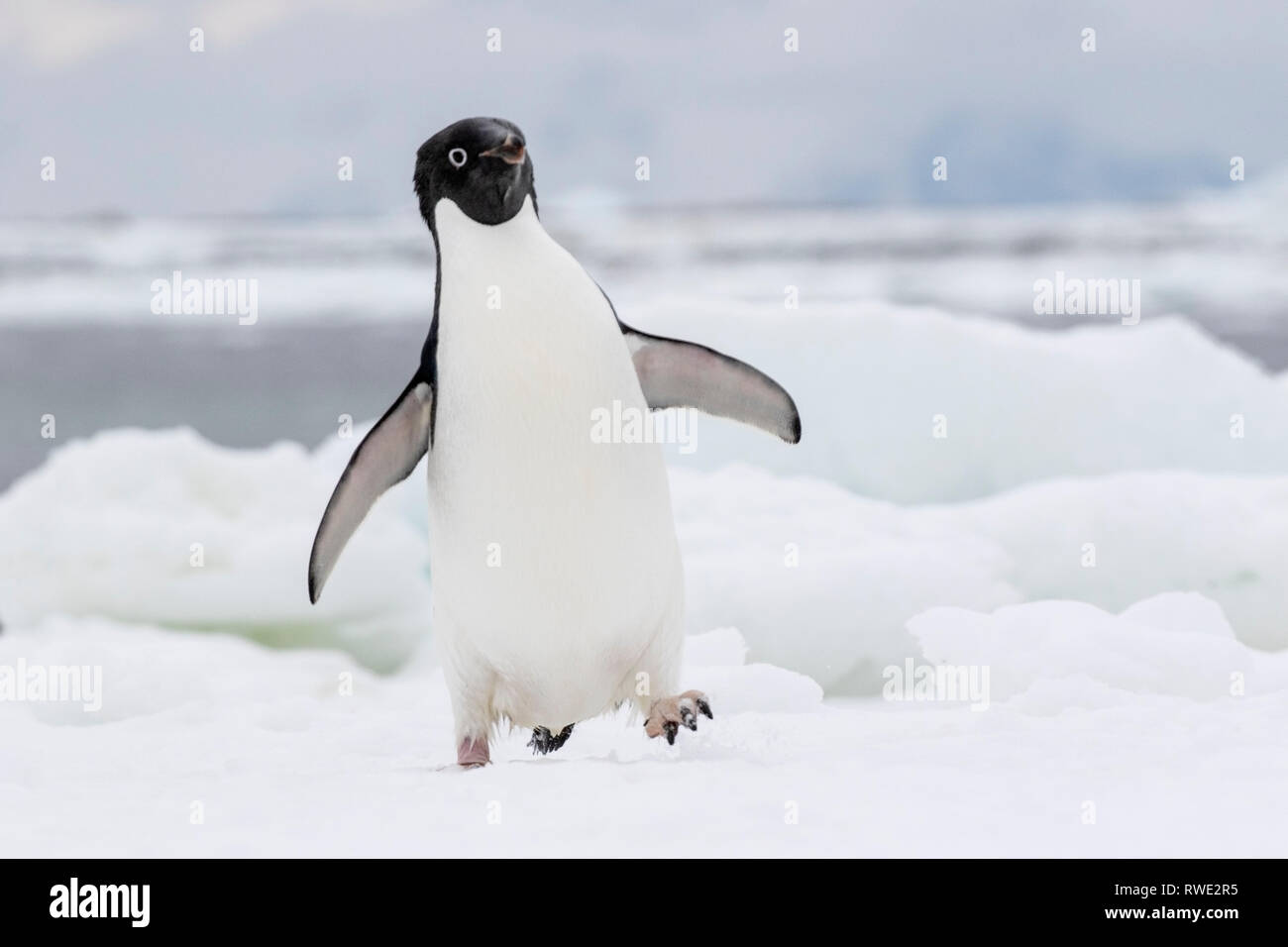 Adelie penguin Pygoscelis adeliae hot près de colonie de reproduction sur la glace, l'Antarctique Banque D'Images