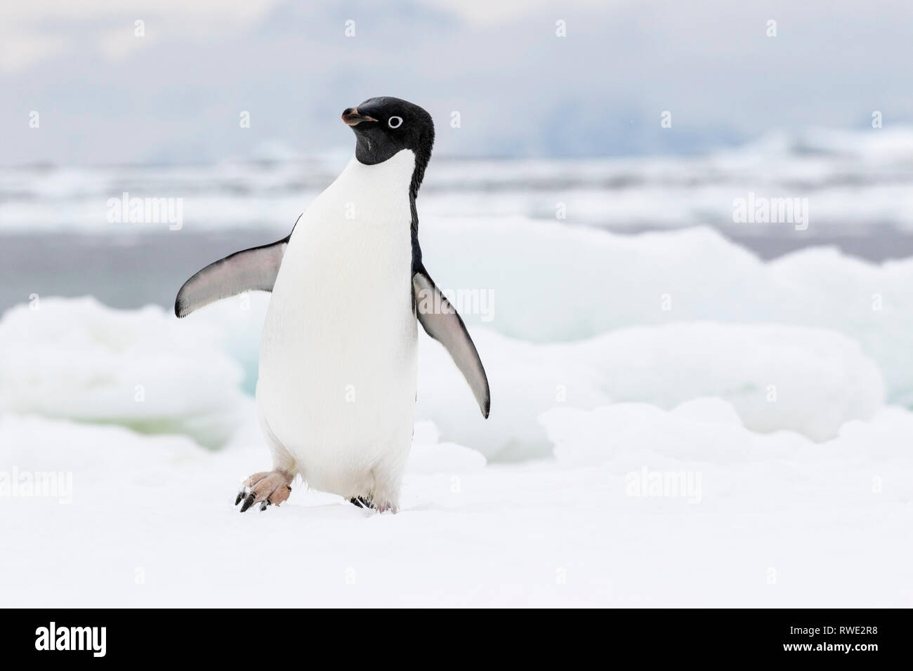 Adelie penguin Pygoscelis adeliae hot près de colonie de reproduction sur la glace, l'Antarctique Banque D'Images