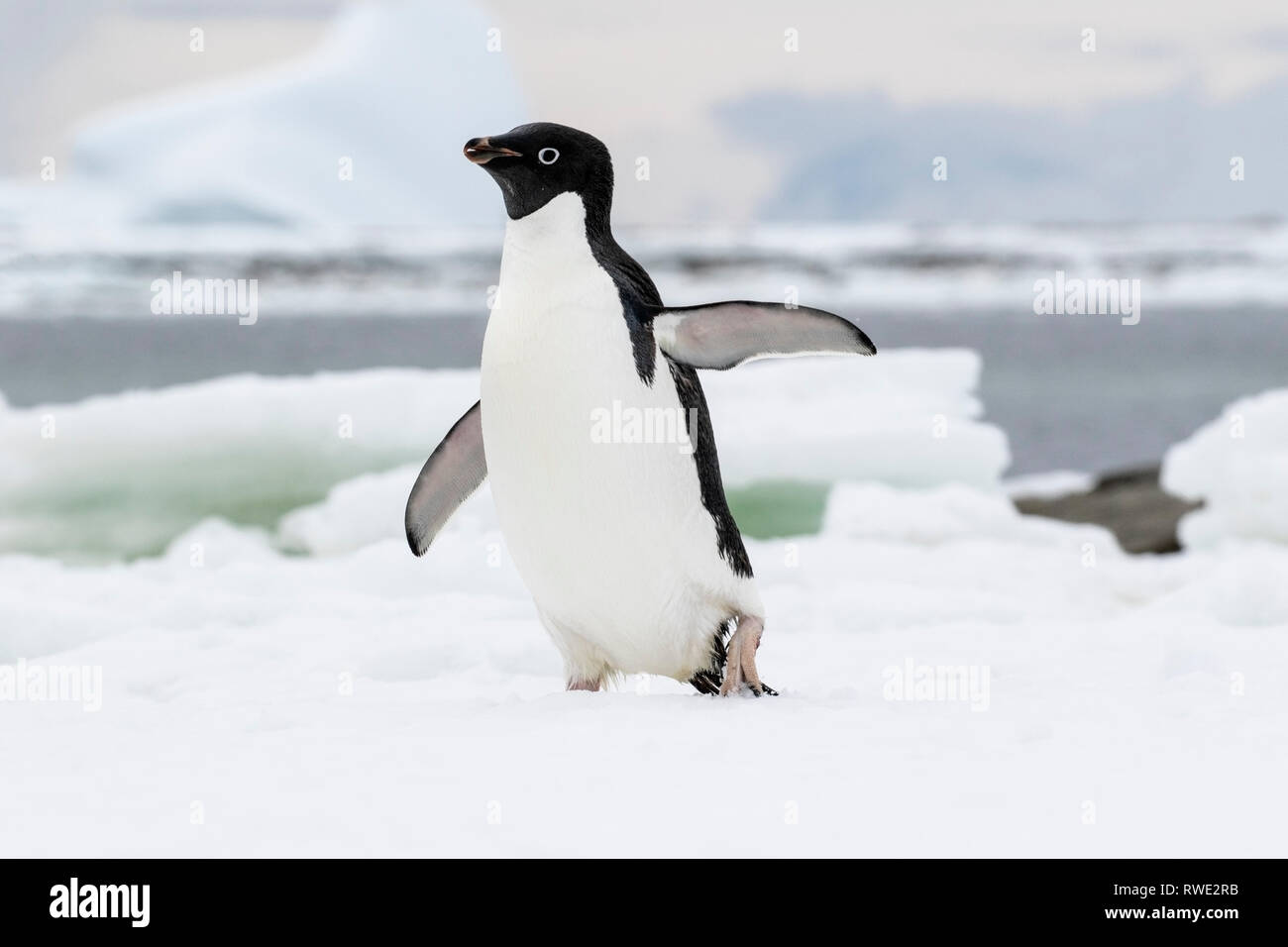 Adelie penguin Pygoscelis adeliae hot près de colonie de reproduction sur la glace, l'Antarctique Banque D'Images