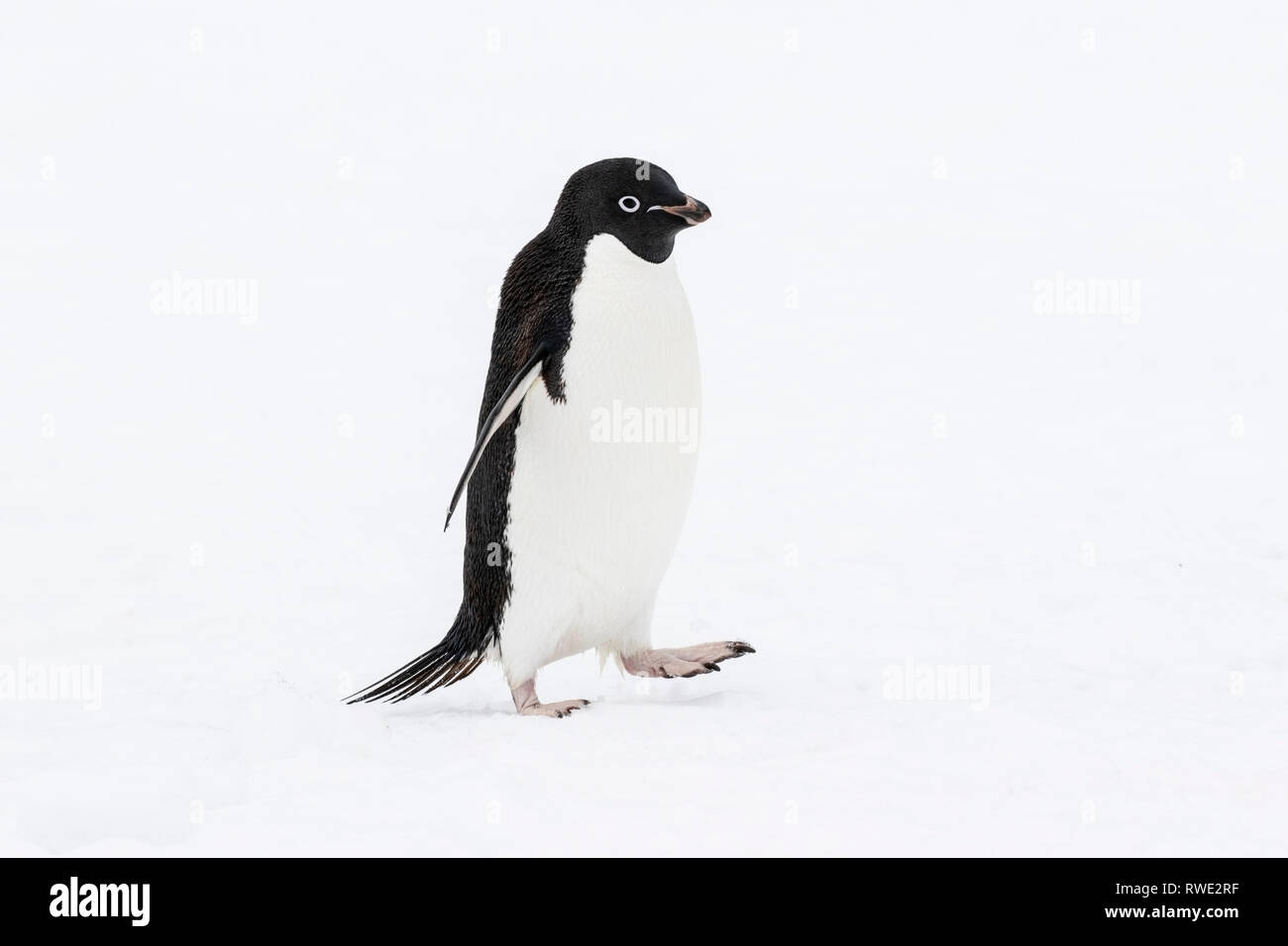 Adelie penguin Pygoscelis adeliae hot près de colonie de reproduction sur la glace, l'Antarctique Banque D'Images
