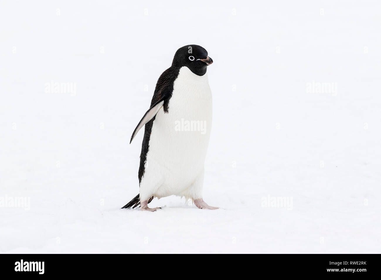Adelie penguin Pygoscelis adeliae hot près de colonie de reproduction sur la glace, l'Antarctique Banque D'Images