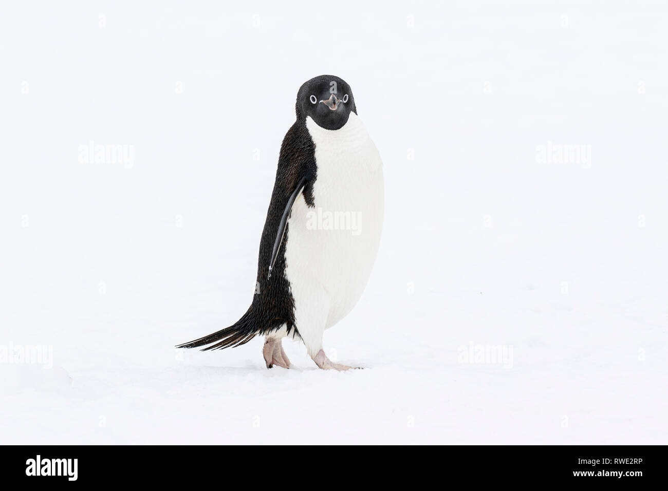 Adelie penguin Pygoscelis adeliae hot près de colonie de reproduction sur la glace, l'Antarctique Banque D'Images