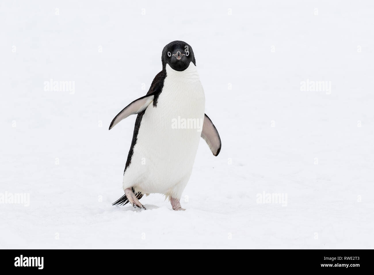 Adelie penguin Pygoscelis adeliae hot près de colonie de reproduction sur la glace, l'Antarctique Banque D'Images