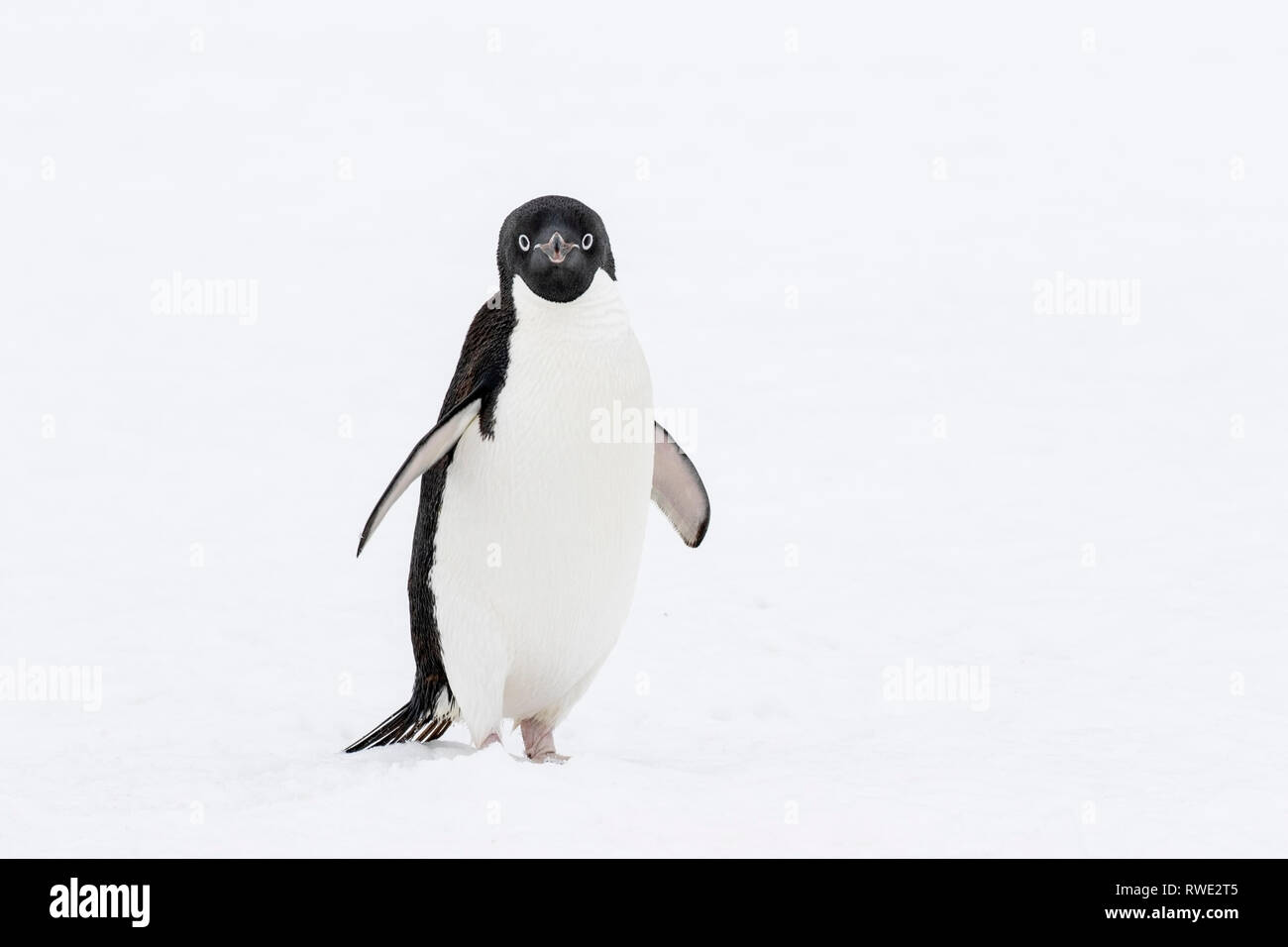 Adelie penguin Pygoscelis adeliae hot près de colonie de reproduction sur la glace, l'Antarctique Banque D'Images