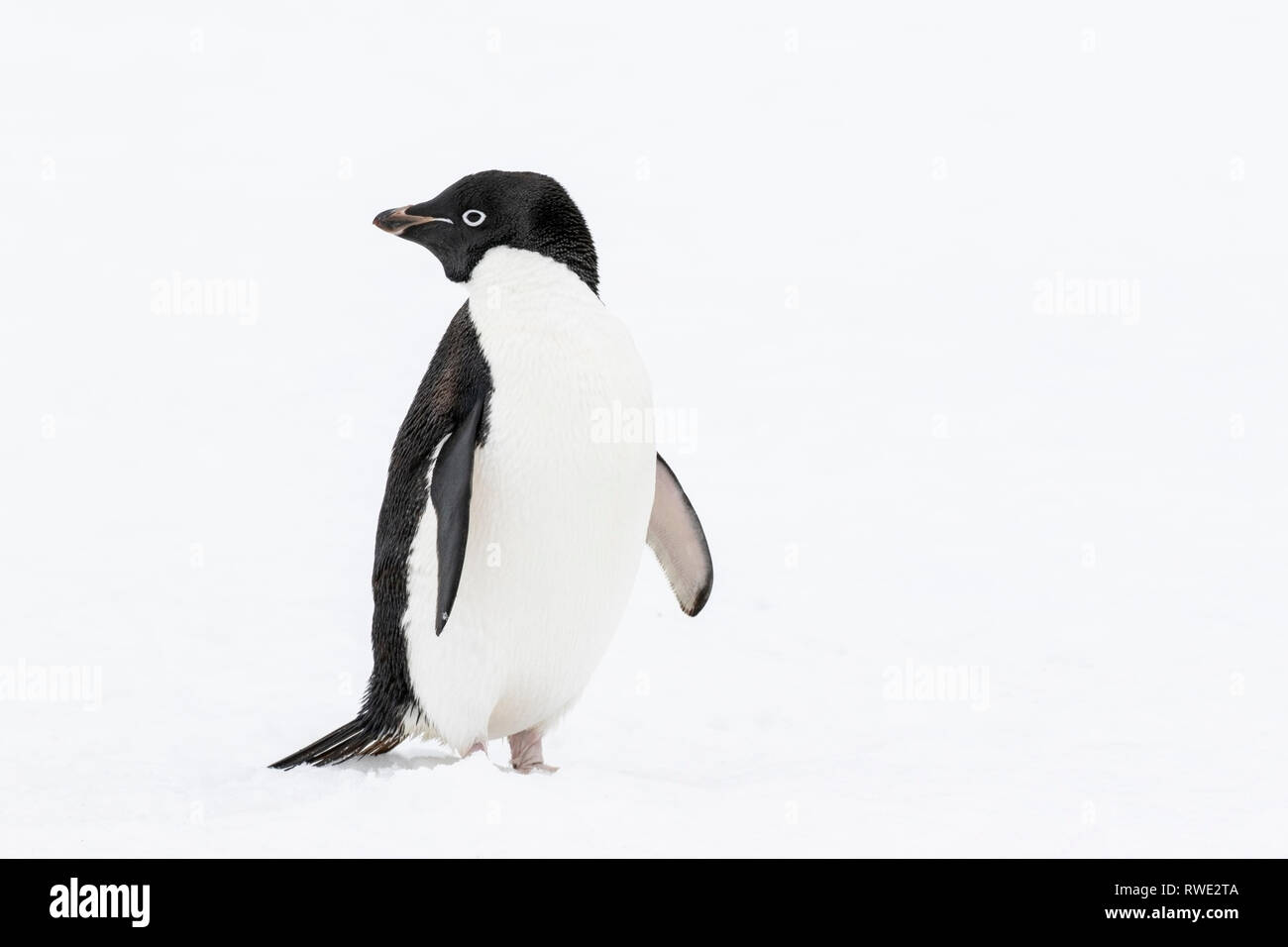 Adelie penguin Pygoscelis adeliae hot près de colonie de reproduction sur la glace, l'Antarctique Banque D'Images
