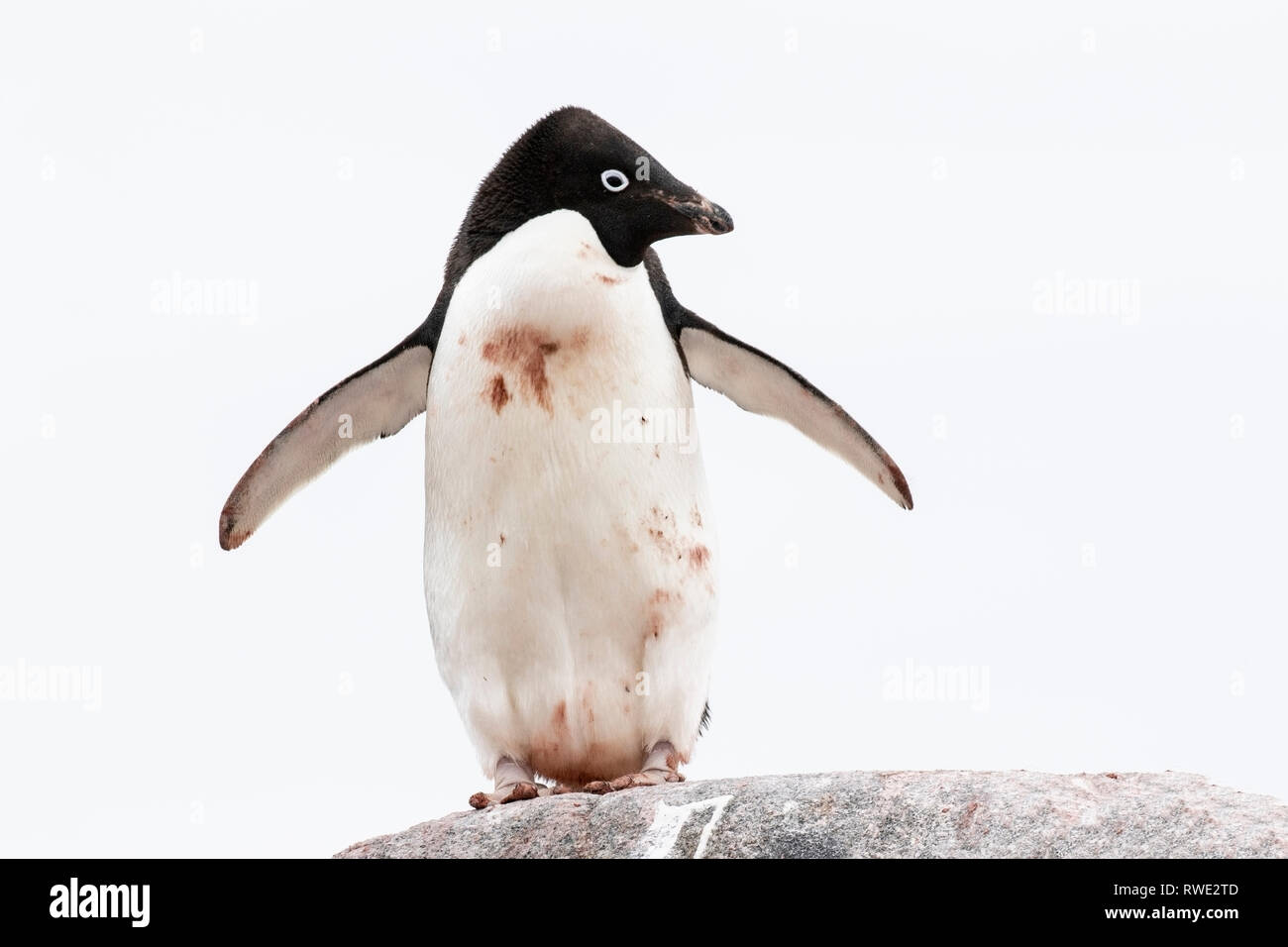 Adelie penguin Pygoscelis adeliae hot près de colonie de reproduction sur la glace, l'Antarctique Banque D'Images