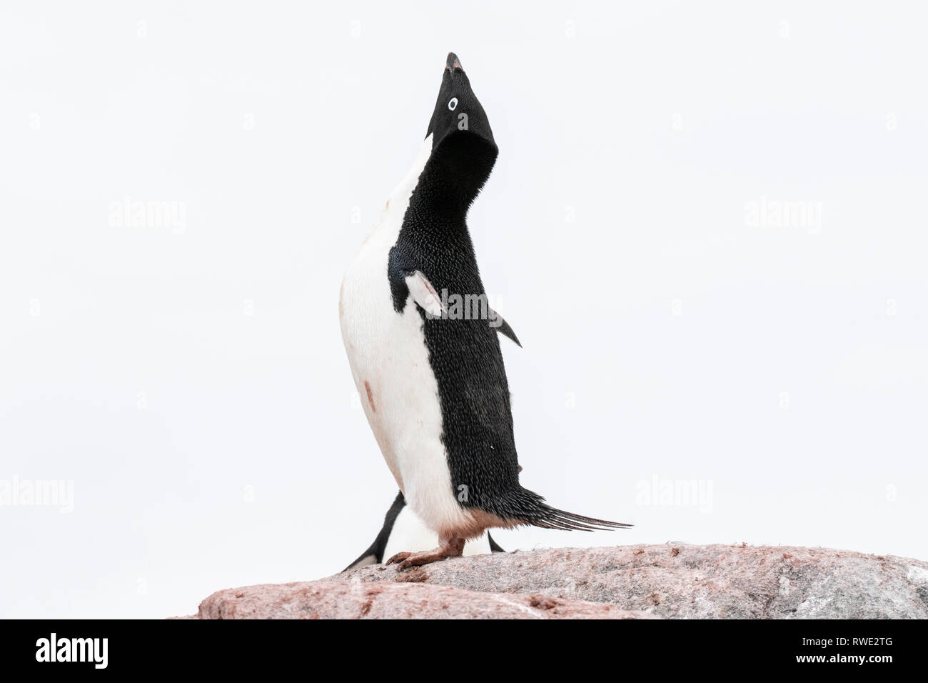 Adelie penguin Pygoscelis adeliae hot dans tout l'affichage sur les lieux de reproduction des rookery, Antarctique Banque D'Images