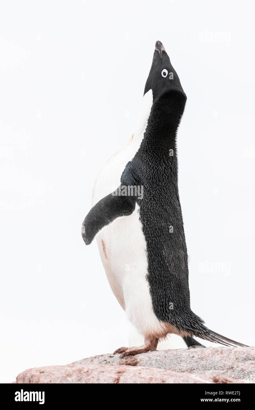 Adelie penguin Pygoscelis adeliae hot dans tout l'affichage sur les lieux de reproduction des rookery, Antarctique Banque D'Images