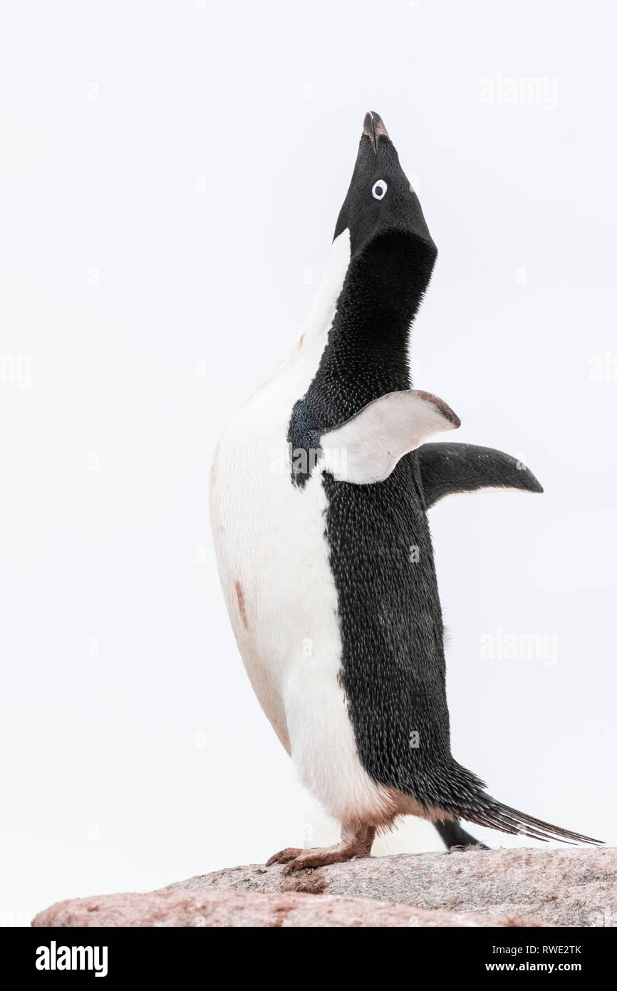 Adelie penguin Pygoscelis adeliae hot dans tout l'affichage sur les lieux de reproduction des rookery, Antarctique Banque D'Images