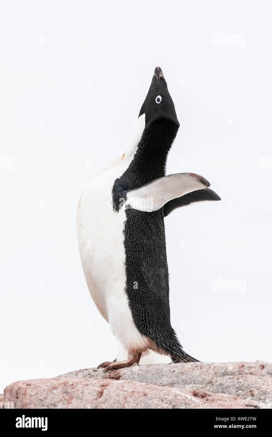 Adelie penguin Pygoscelis adeliae hot dans tout l'affichage sur les lieux de reproduction des rookery, Antarctique Banque D'Images