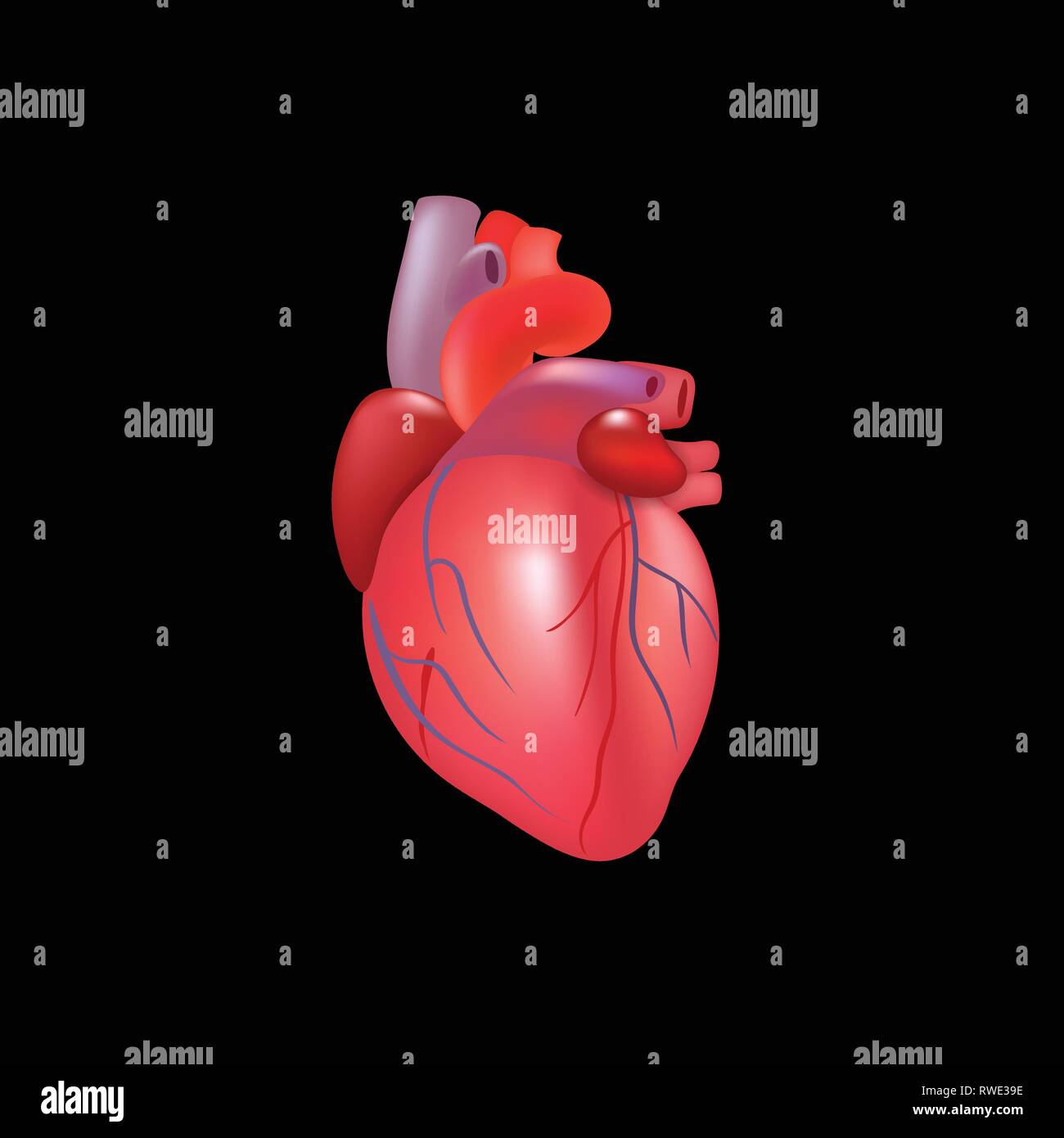 Coeur humain réaliste isolé sur fond noir Image Vectorielle Stock - Alamy