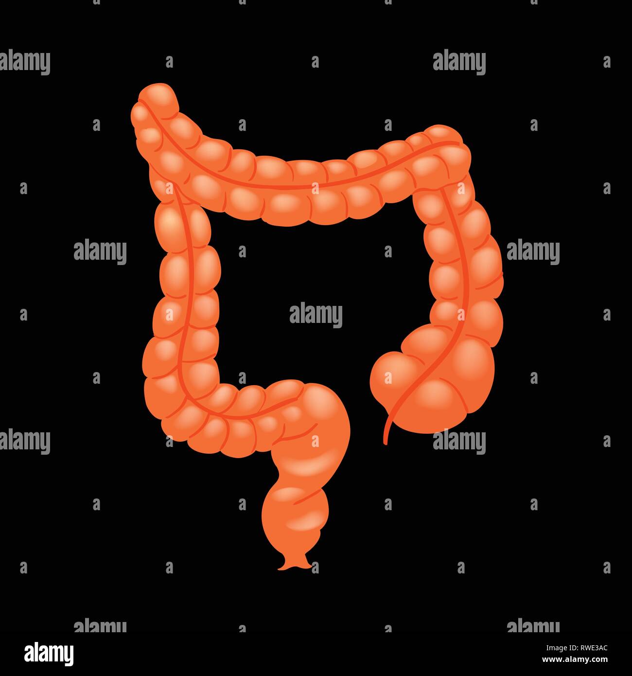 Colon Humain Banque d #39 image et photos Alamy Colon Humain Banque d #39 image et photos Alamy