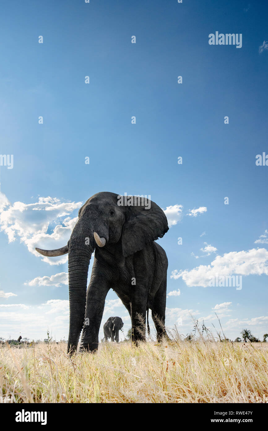 Une image abstraite d'un faible angle d'éléphant comme elles à pied de parc national Hwange au Parc National de Chobe, au Botswana. Banque D'Images