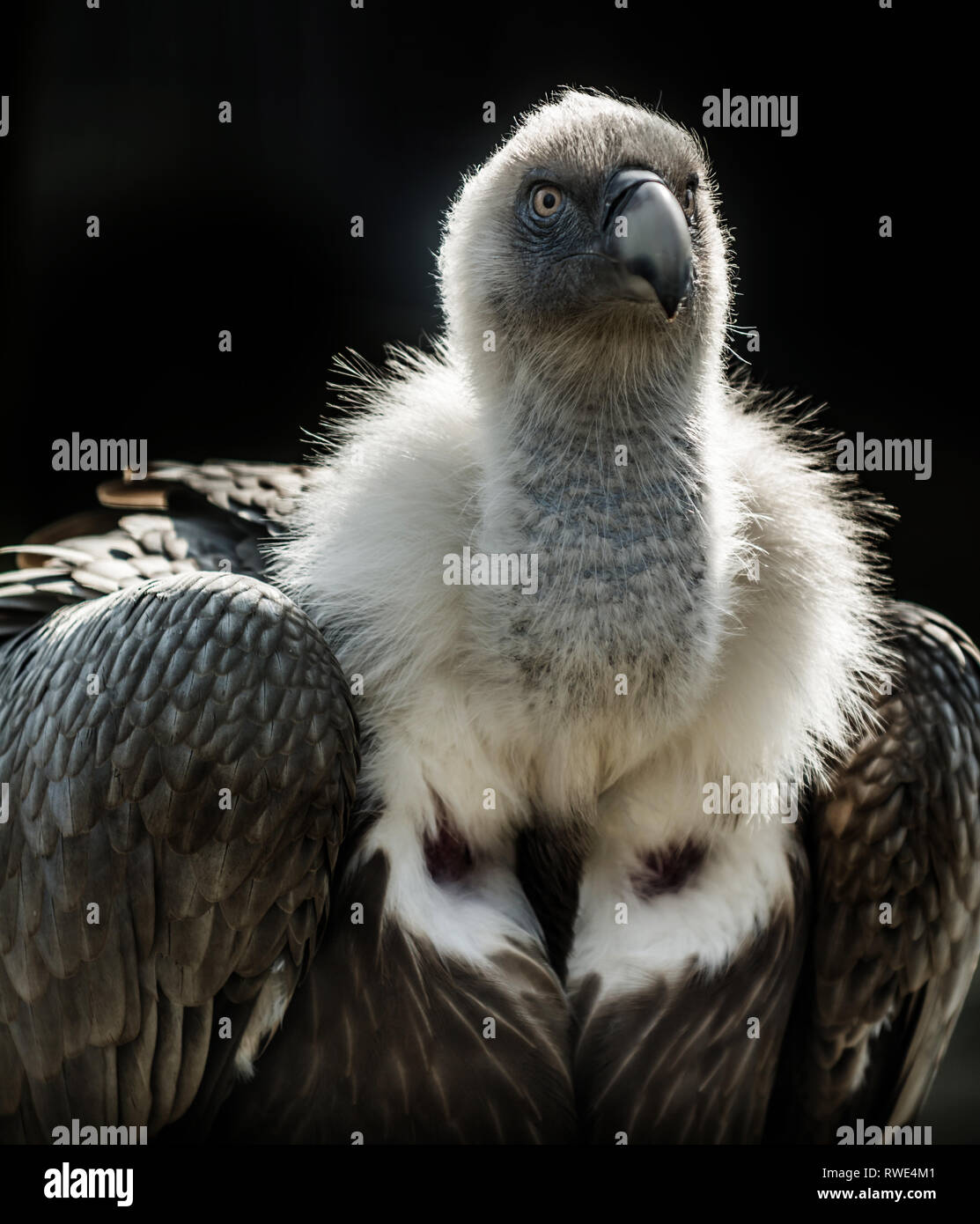 Grand oiseau vautour fauve (Gyps fulvus) sur fond sombre. Des animaux de la faune. Banque D'Images