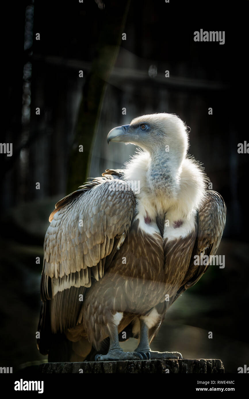 Grand oiseau vautour fauve (Gyps fulvus) sur fond sombre. Des animaux de la faune. Banque D'Images