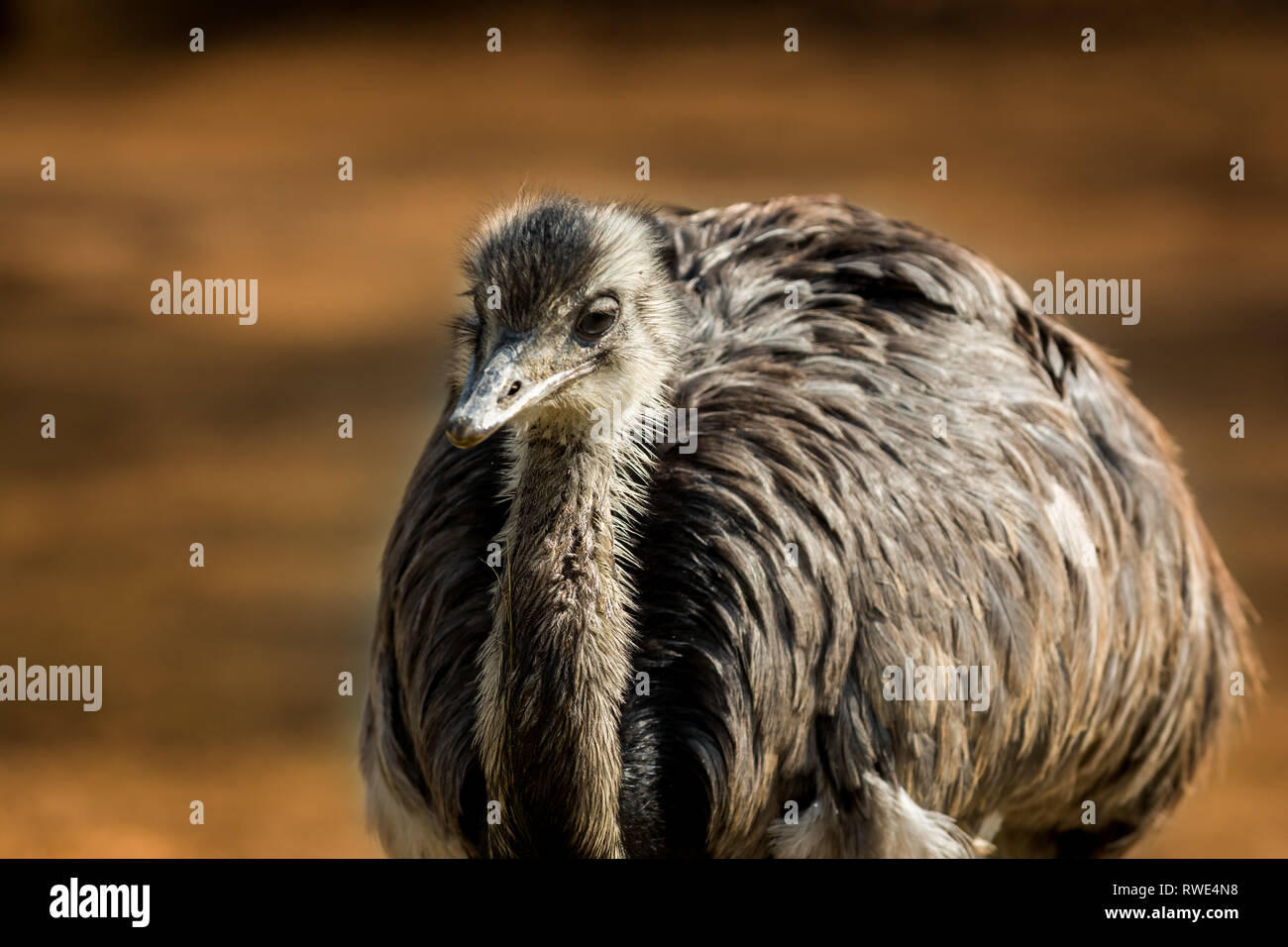 L'oiseau emu marron (Dromaius novaehollandiae). Des animaux de la faune. Banque D'Images